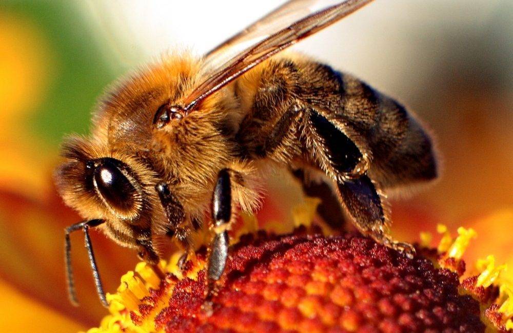 global-bee-colmenas-inteligentes|grafico peso vs temp exterior|globalbee-colmenas-inteligentes